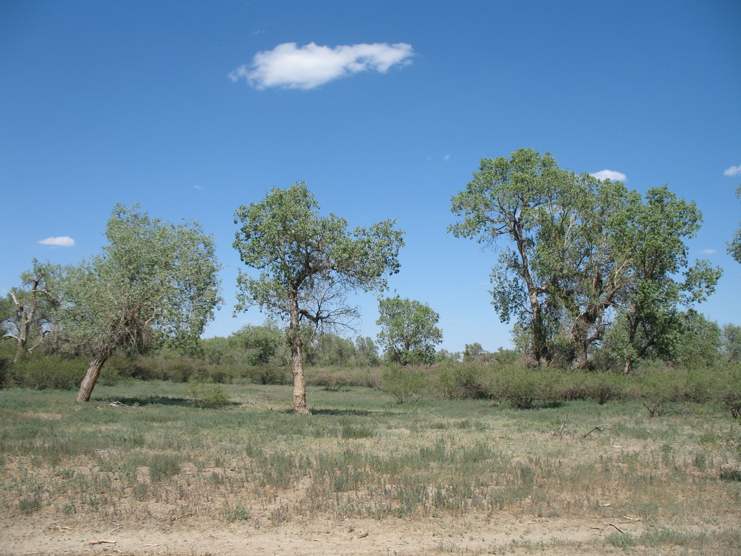 Image of Populus diversifolia specimen.