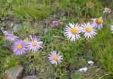 Aster alpinus