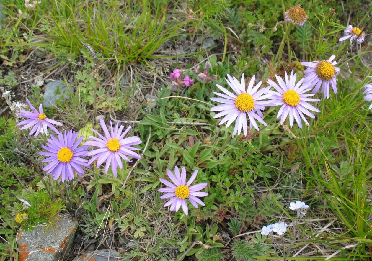 Изображение особи Aster alpinus.