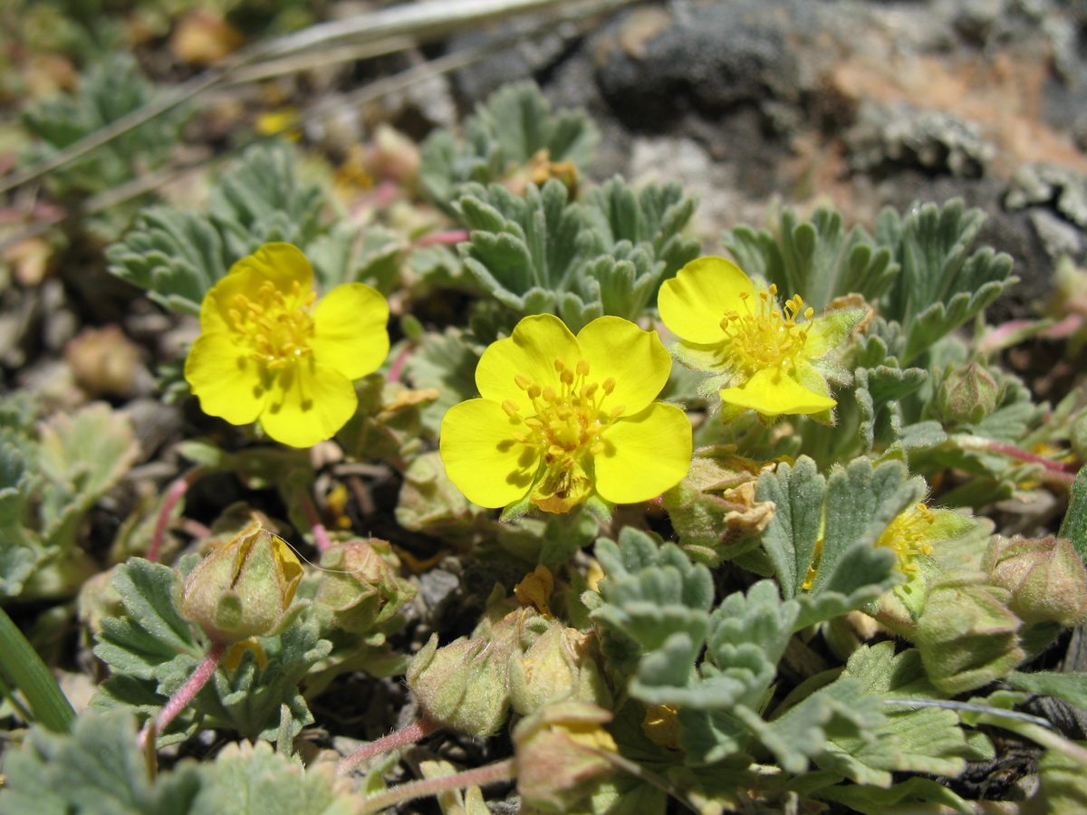 Изображение особи Potentilla acaulis.