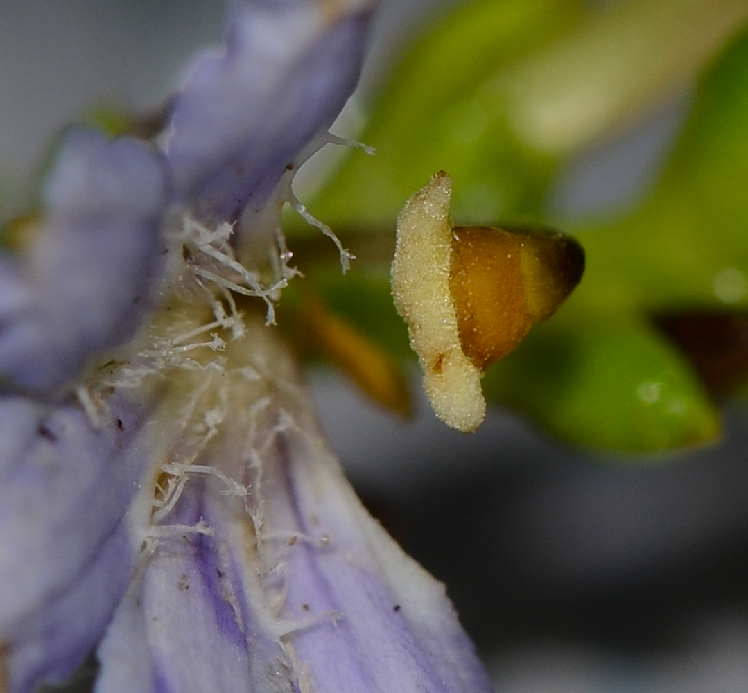 Изображение особи Scaevola crassifolia.