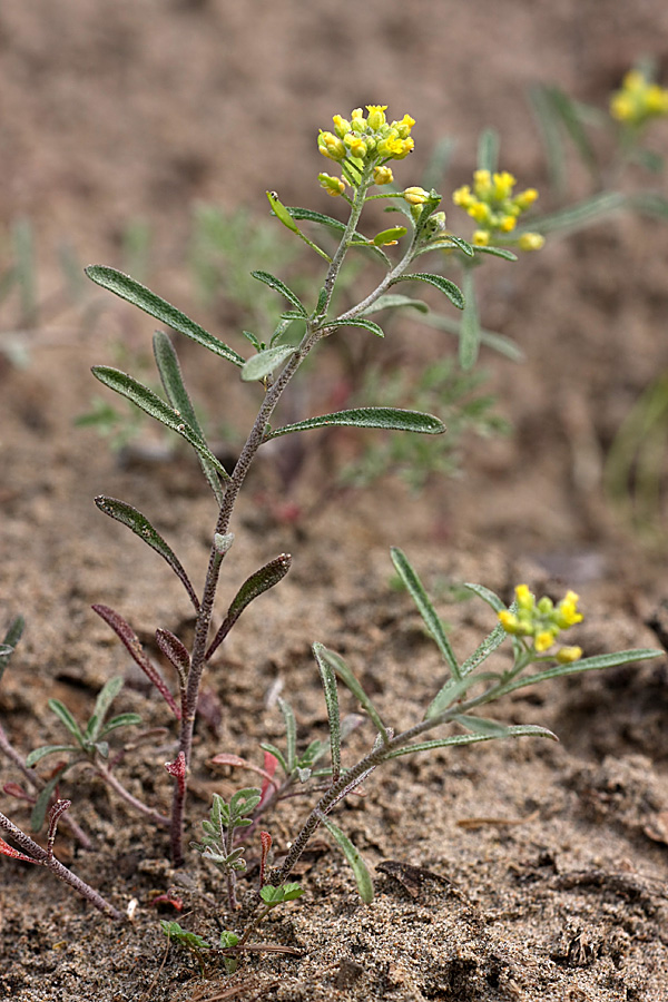 Изображение особи Meniocus linifolius.