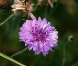 Centaurea cyanus. Соцветие (махровая садовая форма). Московская обл., Раменский р-н, окр. дер. Хрипань, садовый участок. 22.08.2014.