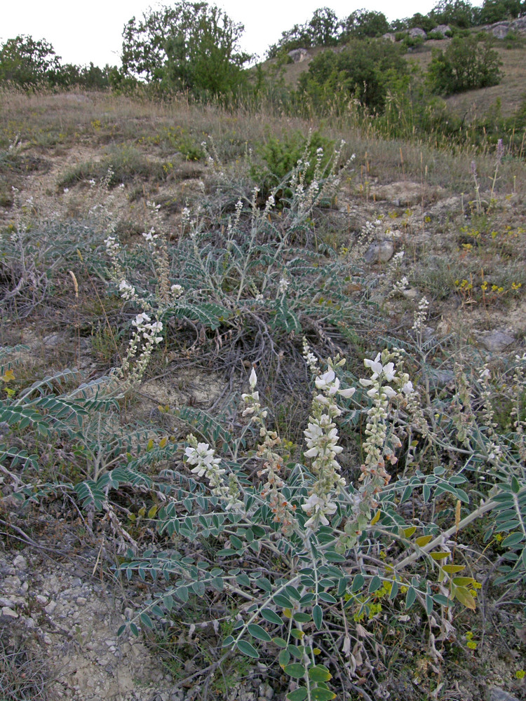 Изображение особи Onobrychis pallasii.