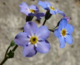 Image of taxon representative. Author is Владимир Савельев