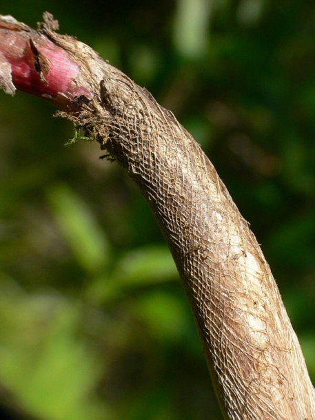 Image of Allium ochotense specimen.
