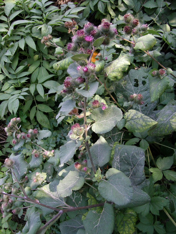 Image of Arctium tomentosum specimen.