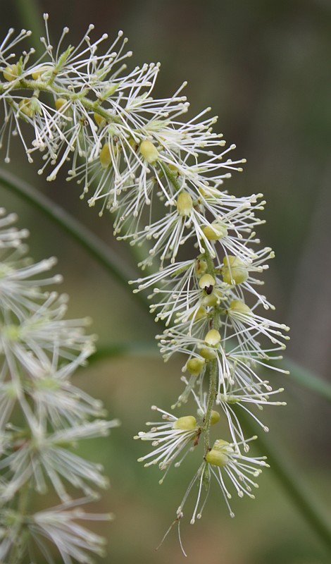 Изображение особи Cimicifuga foetida.