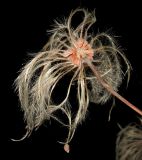 Atragene sibirica