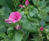 Malva trimestris