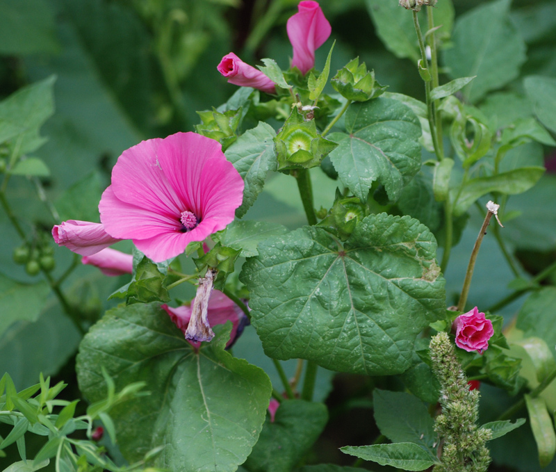 Image of Malva trimestris specimen.