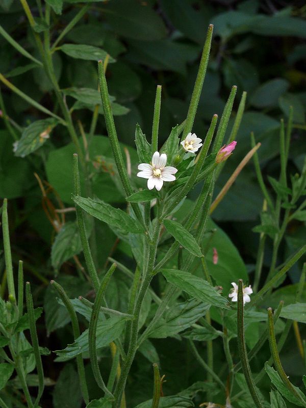 Image of Epilobium roseum specimen.