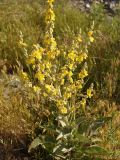 Verbascum songaricum