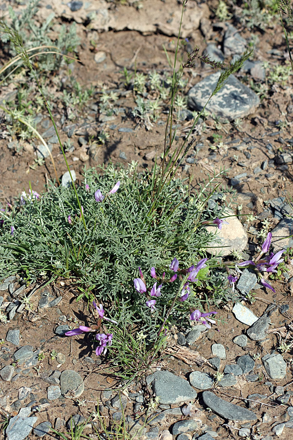 Image of Astragalus pachyrrhizus specimen.