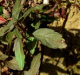 Veronica umbrosa. Верхушка побега; виден лист с поражением грибом Discogloeum veronicae (Lib.) Petr. Краснодарский край, Сочи, окр. Адлера, у дороги. 25.02.2015.