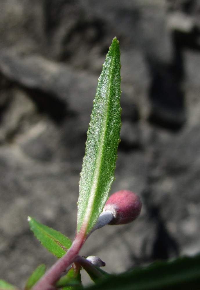 Image of Chamaenerion colchicum specimen.