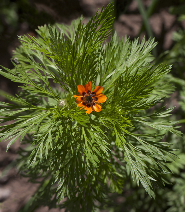 Image of Adonis aestivalis specimen.