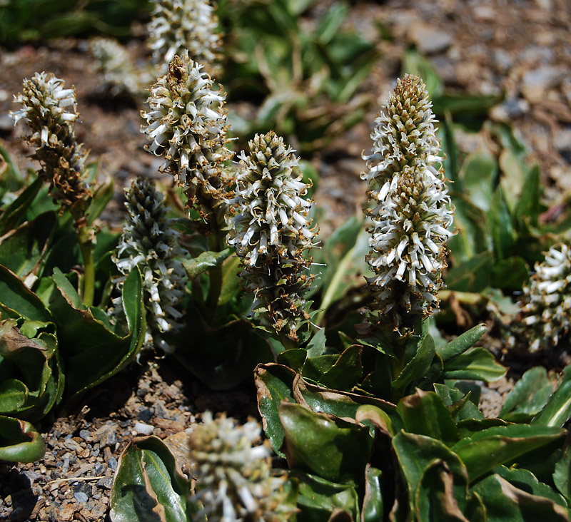 Изображение особи Lagotis integrifolia.