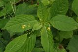 Impatiens parviflora