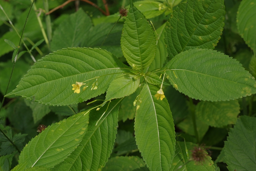 Изображение особи Impatiens parviflora.