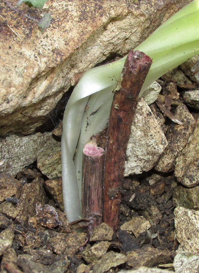 Image of Nectaroscordum bulgaricum specimen.