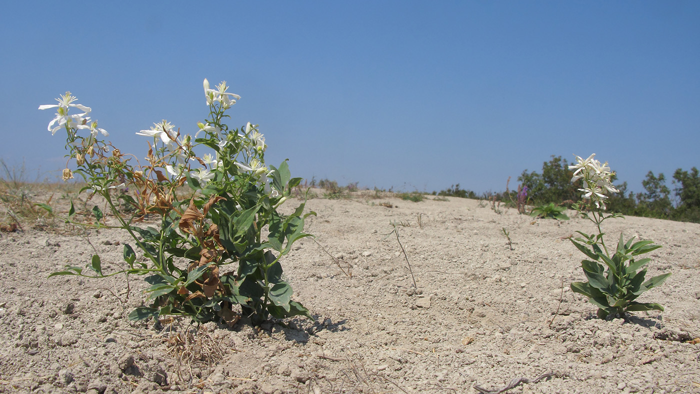 Image of Clematis lathyrifolia specimen.