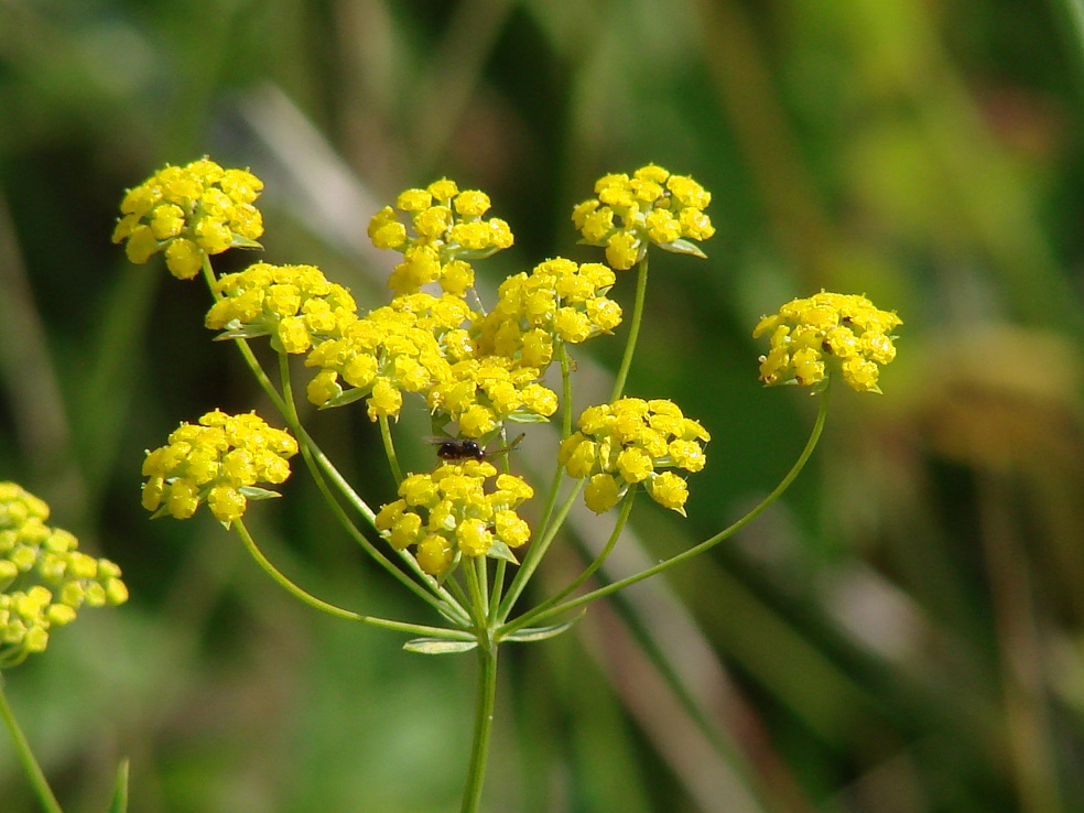 Изображение особи Bupleurum scorzonerifolium.