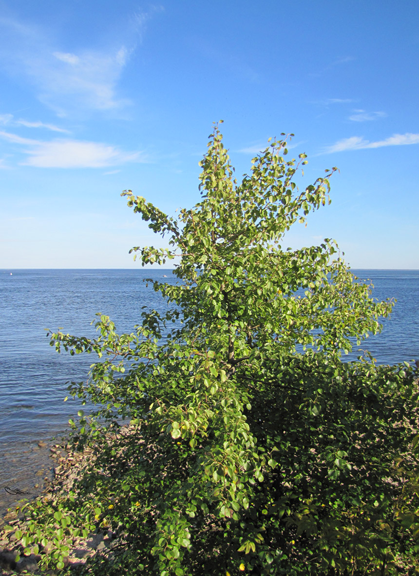 Image of Pyrus pyraster specimen.