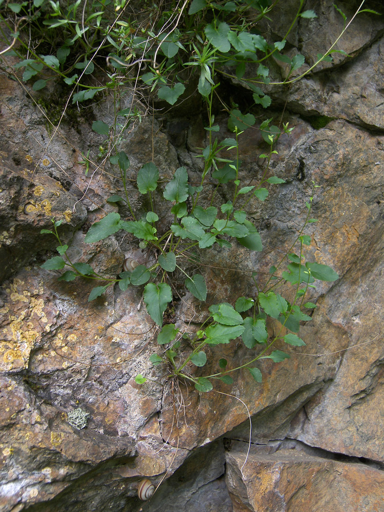 Image of Campanula calcarata specimen.