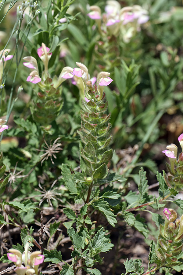 Изображение особи Scutellaria adsurgens.