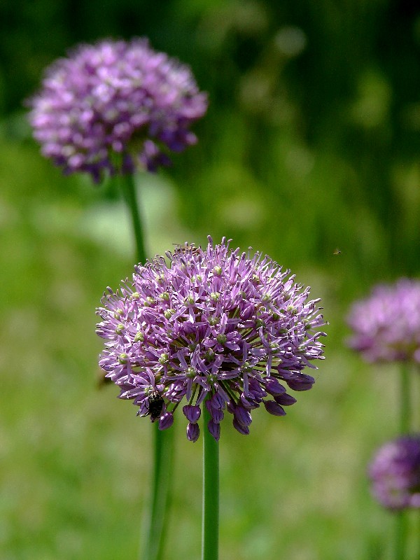 Изображение особи Allium suworowii.