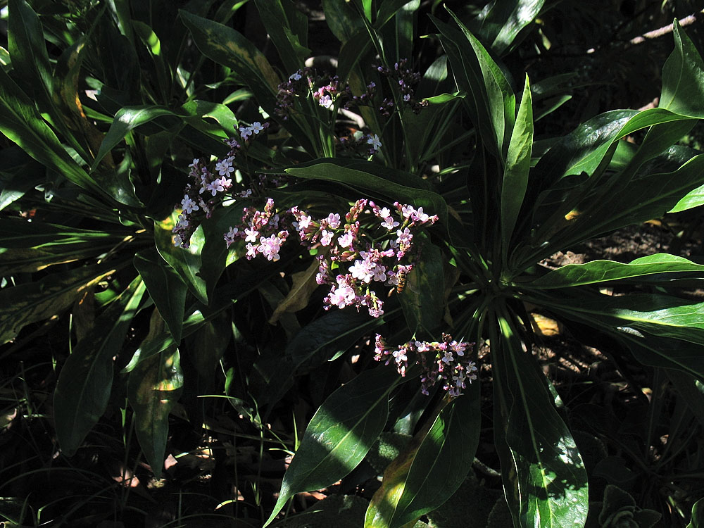 Изображение особи Limonium dendroides.