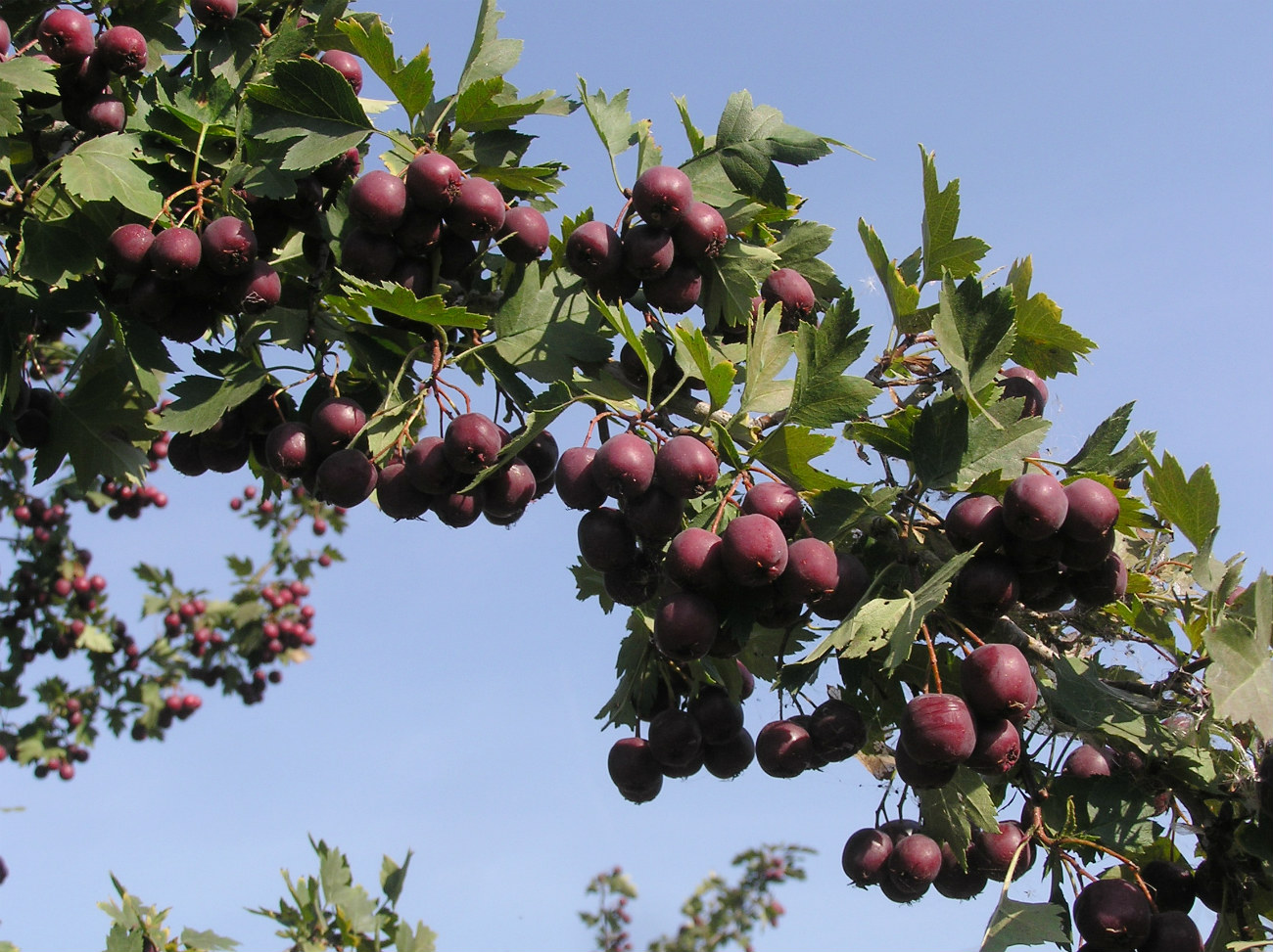 Изображение особи Crataegus volgensis.