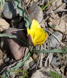 Tulipa tetraphylla. Цветущее растение. Кыргызстан, Нарынская обл., правый берег долины р. Нарын, ~ 2300м н. у. м., р-н слияния Нарына и М. Нарына. 25.04.2015.