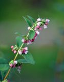 Symphoricarpos albus var. laevigatus