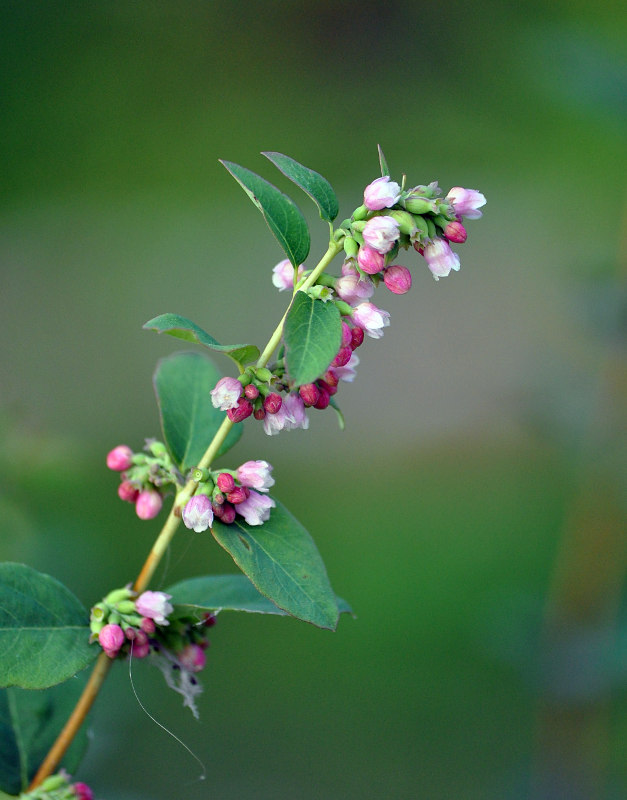 Image of Symphoricarpos albus var. laevigatus specimen.