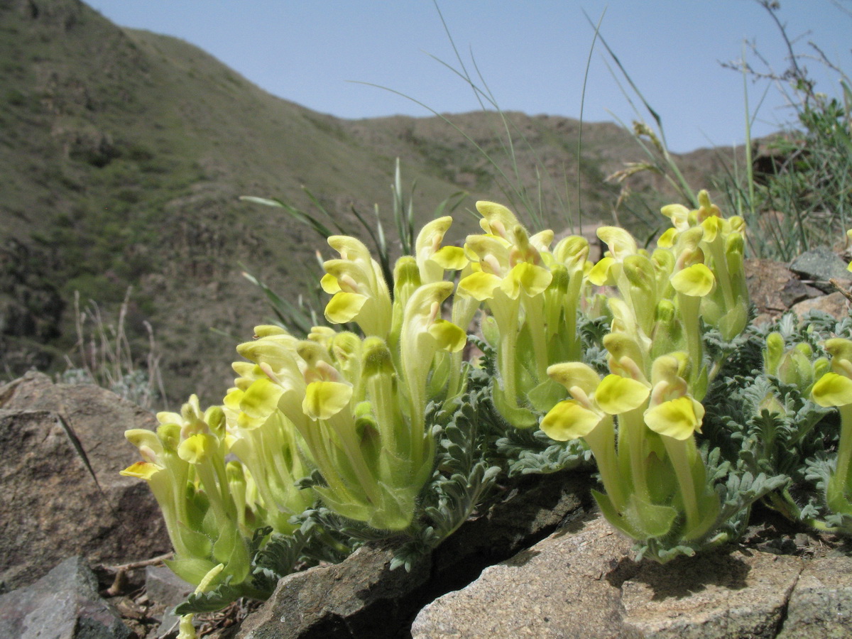 Image of Scutellaria przewalskii specimen.