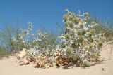 Eryngium maritimum. Цветущее растение (на заднем плане Artemisia arenaria). Краснодарский край, Анапский муниципалитет, с. Витязево, дюна Витязевская косы. 19.08.2015.