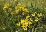 Senecio jacobaea