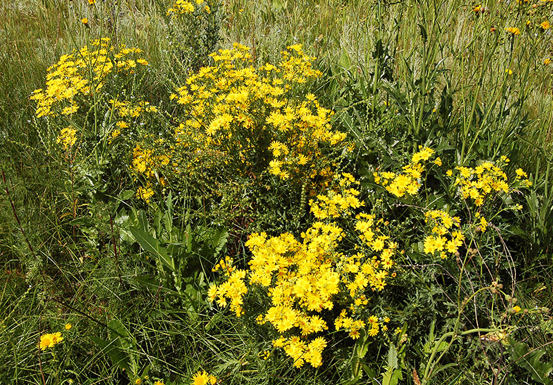 Изображение особи Senecio jacobaea.