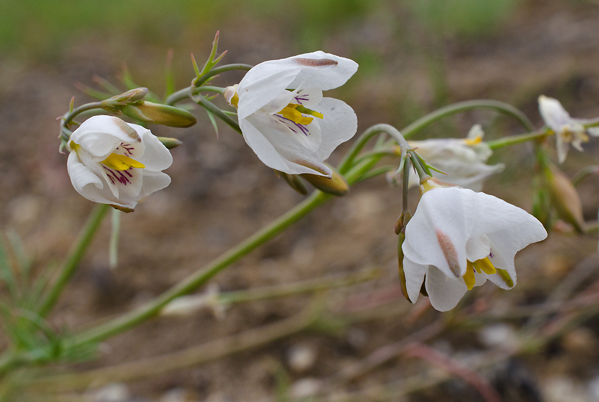 Image of Hypecoum lactiflorum specimen.