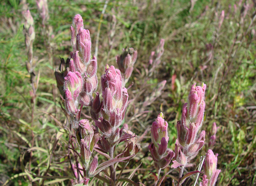 Image of Castilleja rubra specimen.