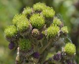 Cirsium setosum