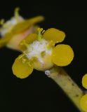 Euphorbia schimperi