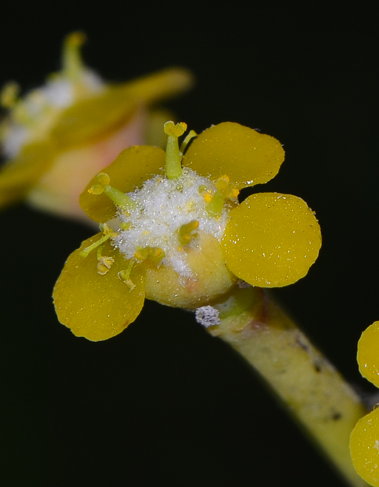 Image of Euphorbia schimperi specimen.