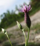 Crupina vulgaris