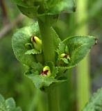 Pedicularis sceptrum-carolinum