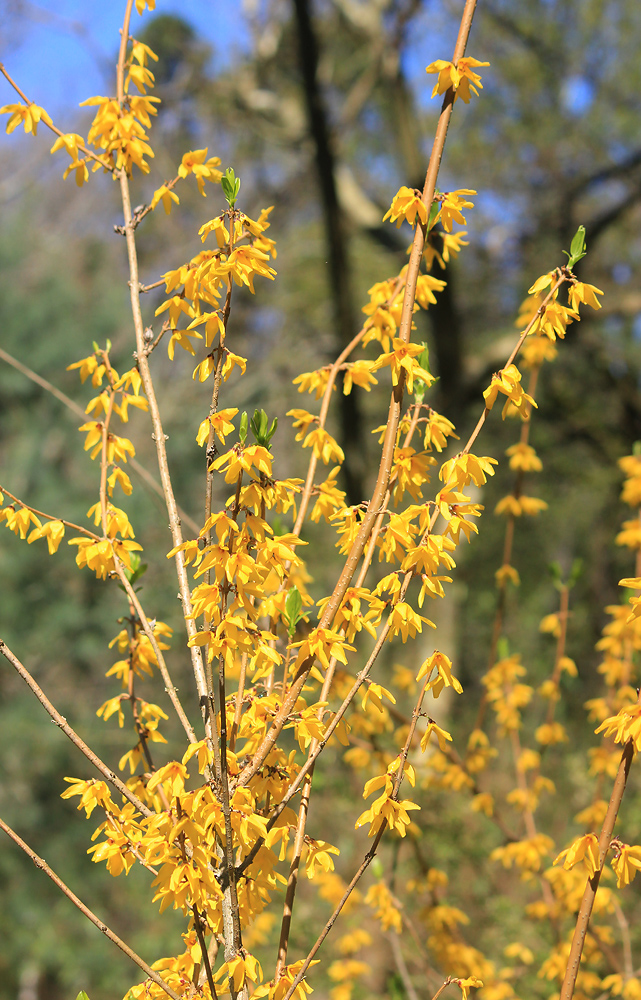 Image of Forsythia ovata specimen.