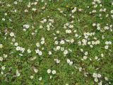Bellis perennis