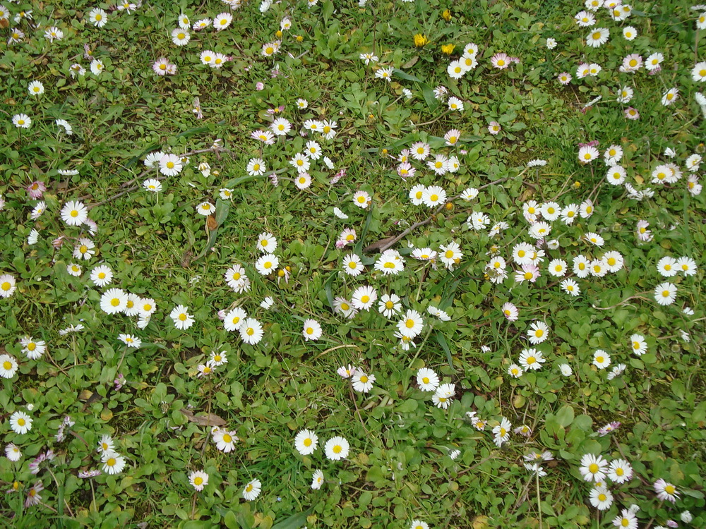 Image of Bellis perennis specimen.